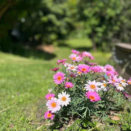 Apartment L & S - Gemuetliche Im Gruenen Bei Dresden
